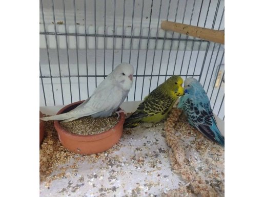 Yavru eğitimlik vasıflı jumbo ve show jumbo yavrular