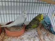 Yavru eğitimlik vasıflı jumbo ve show jumbo yavrular