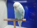 Damızlık show kuşlar üretmek isteyenler kaçırmasın