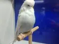 Damızlık show kuşlar üretmek isteyenler kaçırmasın