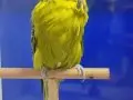 Damızlık show kuşlar üretmek isteyenler kaçırmasın