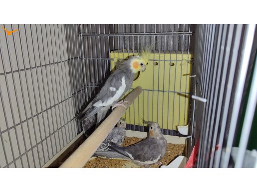 YAVRU ALINMIŞ GREY ÇİFT LUTİNO YAVRU VEREBİLİYOR 