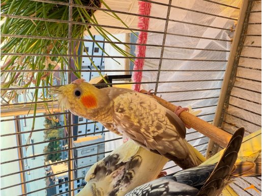 45 günlük yavru sultanlar