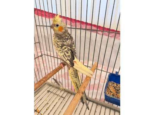 2 aylık sultan papağanı 