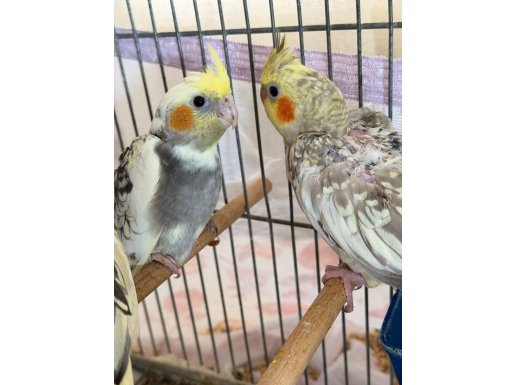 45 Günlük Yavru Sultan Papağanlar