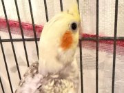 45 günlük sultan papağanları