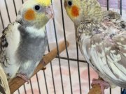 45 Günlük Yavru Sultan Papağanlar