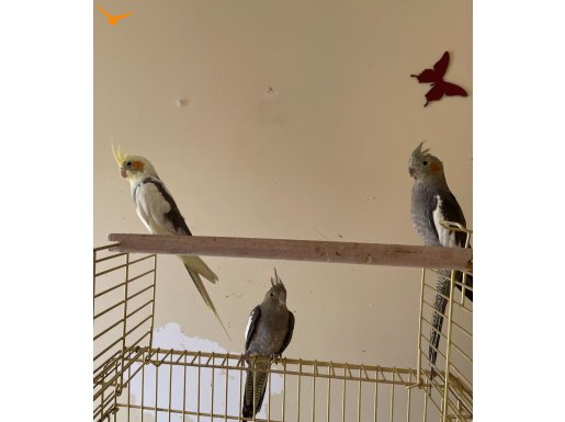 5 Aylık Yavru Sultan Papağanı (1 Erkek 2 Dişi)