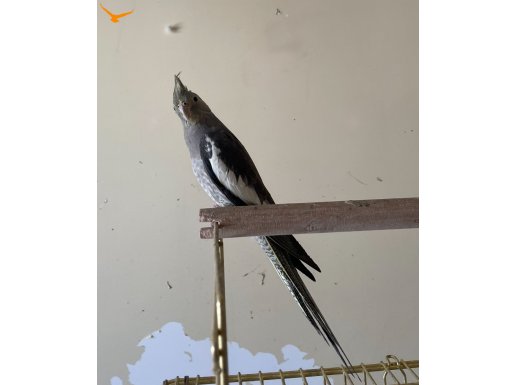 Sultan Papağanı - Ev Üretimi - 2 Dişi