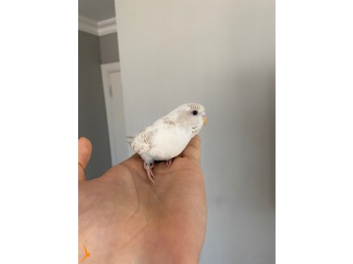 Ele alışkın yeme düşmüş Muhabbet Kuşu 