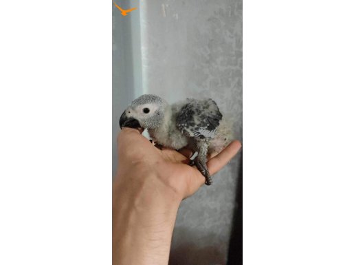 Bebek jako evlat isteyen kaçırmasın