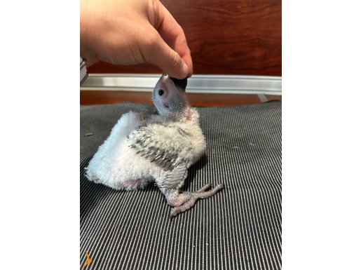 Yerli üretim elbesleme yapmak isteyene bebek 