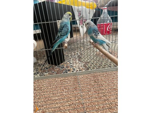 Sarılık çift muhabbet kuşu yumurtalı