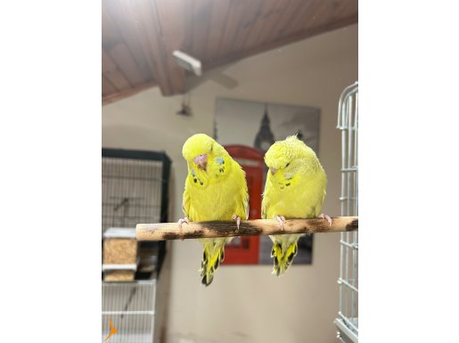 Kaliteli renk kuşları