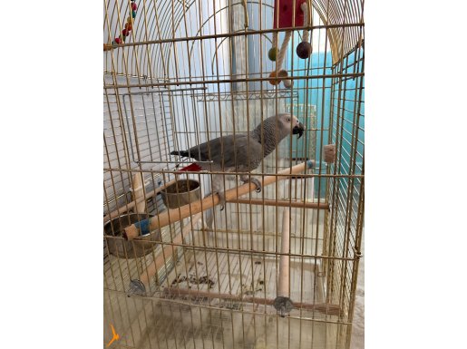 Üst düzey Jako 2 yaşında 