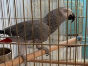 Üst düzey Jako 2 yaşında 