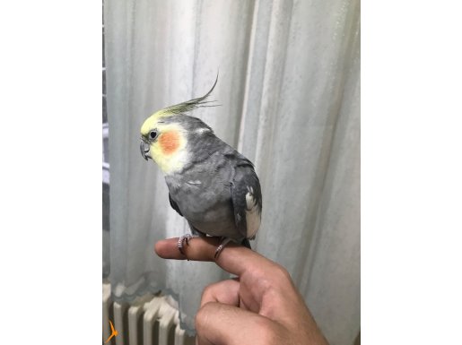 2 yaşında konuşan erkek sultan papağanı
