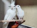 Albino Takim ve Bebekler Burada !