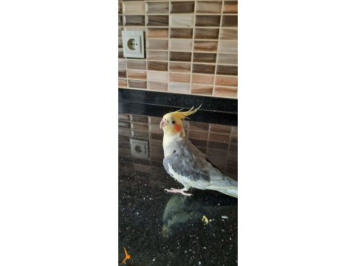 Sultan papağanı 1 yaş 