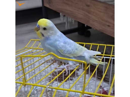 Sevimli Kuşlarımız Sahiplendirilecektir