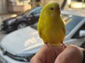 Evcil evlere şenlik sarı renk muhabbet kuşu
