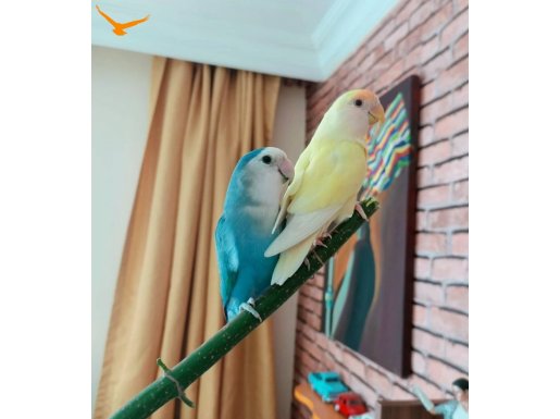 Yetişkin çift Sevda papağanı 