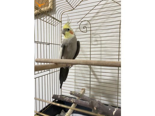 ERKEK SULTAN 1.5 YAŞINDA (KAFESLE BERABER VERİLCEKTİR)