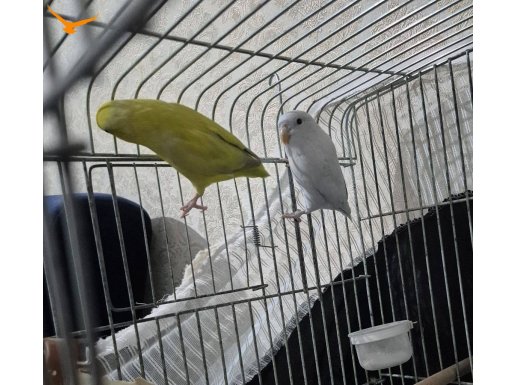 KALİTE AMERİKAN YELLOW TAKIM