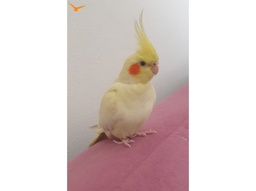 Sevimli Dişi Lutino