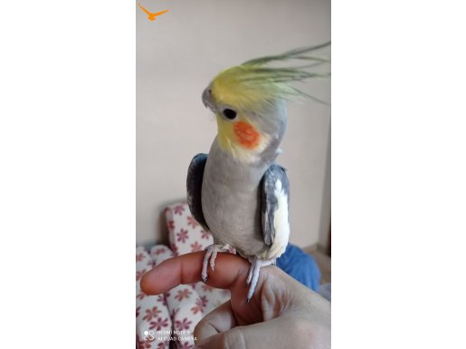 Konusuyor 