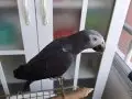 1.5 yaşında konuşan jako papağanı 