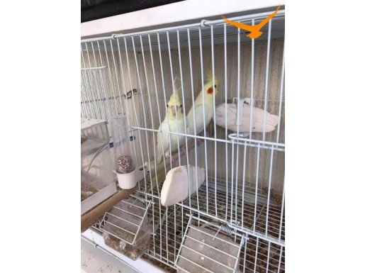 13 takım sultan papağanı 