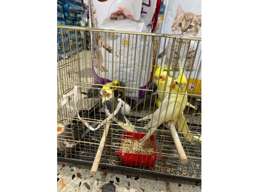 Damızlık Konuşan papağanlar 