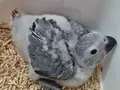 2 aylık yavru jako