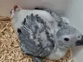 2 aylık yavru jako