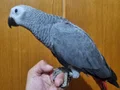 Yerli jako yavru