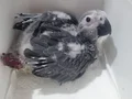 Bebek jako
