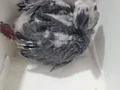 Bebek jako