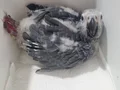 Bebek jako