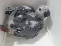Bebek jako