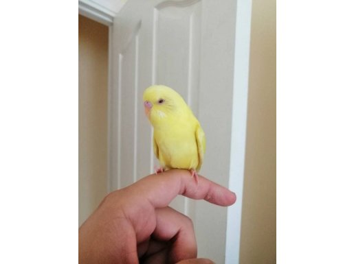 1 aylık yavru dişi muhabbet kuşu 