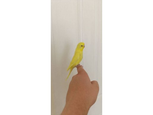 1 aylık erkek muhabbet kuşu