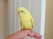 1 aylık yavru dişi muhabbet kuşu 