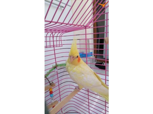 Sultan papan 