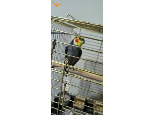 konuşan evcil erkek sultan papağanı