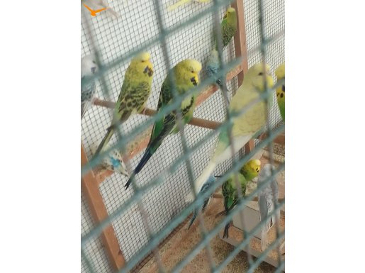 Alanya - CEH - JUMBO - JUMBO damızlık kuşlar 