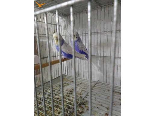 ALANYA TOPLU SATIŞ  muhabbet kuşu - sultan papaganı