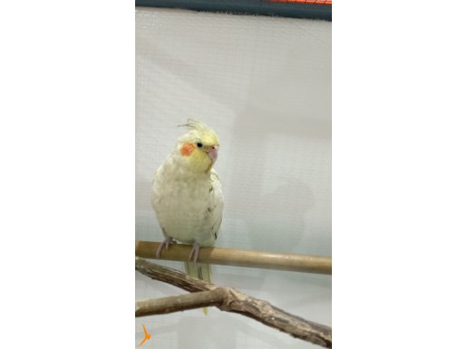 pearl sultan papağanı 5 aylık