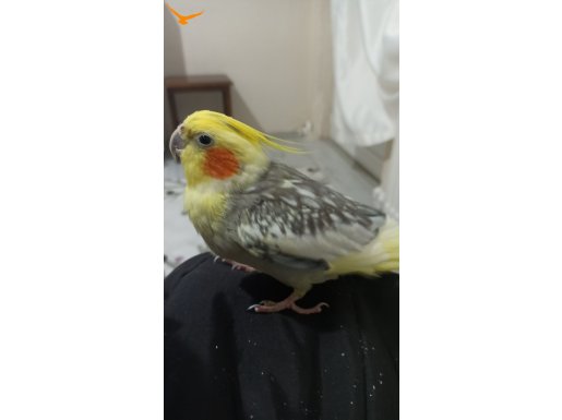 Gır sarı karışımı sultan papağanı 
