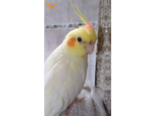 BİZDE DOĞMA BÜYÜME EĞİTİMLİ 6 AYLIK UYSAL BEBEK
